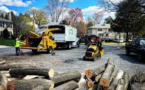 Best Tree Maintenance Programs  in Cloverdale, VA