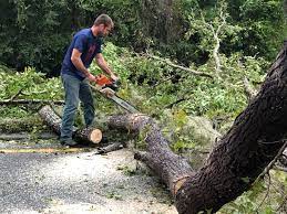  Cloverdale, VA Tree Services Pros