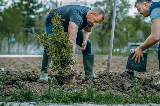 Best Storm Damage Tree Cleanup  in Cloverdale, VA