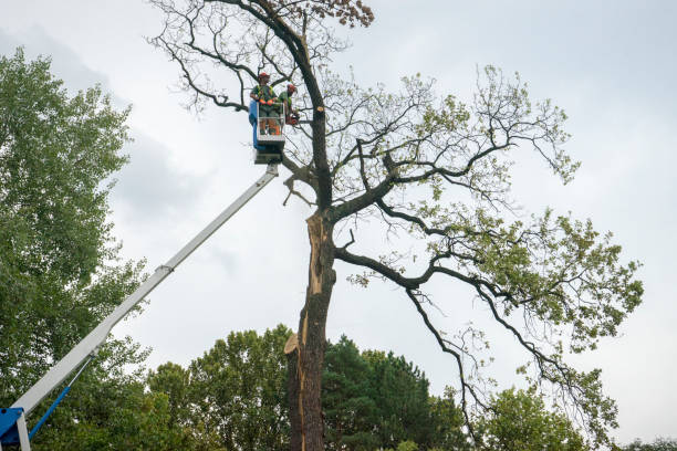 Best Root Management and Removal  in Cloverdale, VA