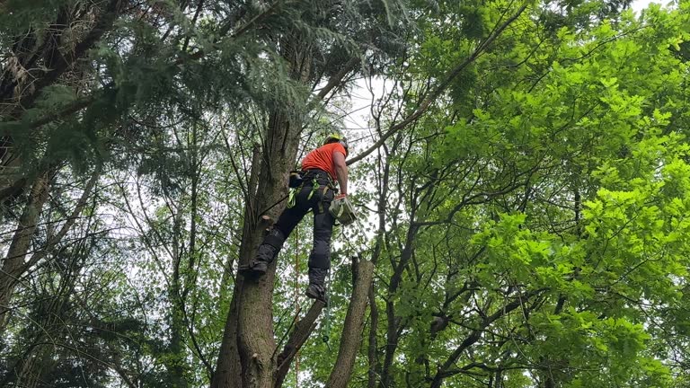 How Our Tree Care Process Works  in  Cloverdale, VA